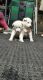 Siberian Husky Puppies for sale in Wood Lake, MN 56297, USA. price: $1,500