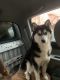 Siberian Husky Puppies for sale in Mt Vernon, OH 43050, USA. price: NA