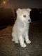 Siberian Husky Puppies for sale in Portland, OR, USA. price: $900