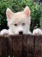 Siberian Husky Puppies for sale in Canton, GA, USA. price: $500