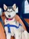 Siberian Husky Puppies for sale in Hollywood, FL, USA. price: NA