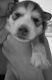 Siberian Husky Puppies for sale in El Dorado Hills, CA, USA. price: NA