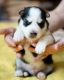 Siberian Husky Puppies for sale in California City, CA, USA. price: $650