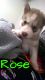 Siberian Husky Puppies for sale in Saginaw, MI, USA. price: NA