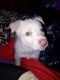 Siberian Husky Puppies for sale in 2425 Lear Ave, Twentynine Palms, CA 92277, USA. price: $100