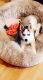 Siberian Husky Puppies for sale in Fort Washington, MD, USA. price: NA