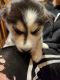 Siberian Husky Puppies for sale in Cushing, OK 74023, USA. price: NA