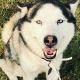 Siberian Husky Puppies for sale in Moore, OK, USA. price: NA