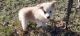 Siberian Husky Puppies for sale in Gause, TX 77857, USA. price: NA