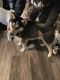 Siberian Husky Puppies for sale in McConnelsville, OH 43756, USA. price: $300