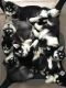 Siberian Husky Puppies for sale in Tacoma, WA 98404, USA. price: NA