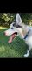 Siberian Husky Puppies for sale in The Bronx, NY, USA. price: $800