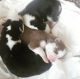 Siberian Husky Puppies for sale in N Fayetteville St, Asheboro, NC, USA. price: NA