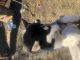 Siberian Husky Puppies for sale in Plano, TX, USA. price: NA