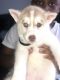 Siberian Husky Puppies for sale in Spartanburg, SC, USA. price: $750