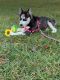 Siberian Husky Puppies for sale in 7 Montgomery St, Brentwood, NY 11717, USA. price: $2,100