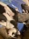 Siberian Husky Puppies for sale in Wayne, NJ 07470, USA. price: $2,000