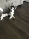 Siberian Husky Puppies for sale in Aurora, CO, USA. price: NA