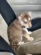 Siberian Husky Puppies for sale in Rockingham, NC 28379, USA. price: NA