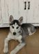 Siberian Husky Puppies for sale in Bridgeport, NE 69336, USA. price: NA