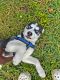 Siberian Husky Puppies for sale in Fort Lauderdale, FL, USA. price: $1,100