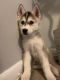 Siberian Husky Puppies for sale in Kissimmee, FL 34741, USA. price: $750