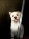 Siberian Husky Puppies for sale in Davenport, FL 33837, USA. price: $1,200