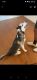 Siberian Husky Puppies for sale in Richmond, VA 23228, USA. price: $800