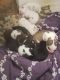 Siberian Husky Puppies for sale in Wichita, KS, USA. price: $600