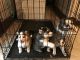 Siberian Husky Puppies for sale in Springfield, OH 45503, USA. price: $700