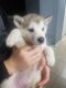 Siberian Husky Puppies for sale in Avondale, AZ, USA. price: $450
