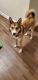 Siberian Husky Puppies for sale in Robert, LA 70455, USA. price: NA