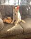 Siberian Husky Puppies for sale in Sharon, PA, USA. price: $800