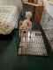Siberian Husky Puppies for sale in Gainesville, GA, USA. price: $750