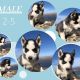 Siberian Husky Puppies for sale in South Gate, CA 90280, USA. price: NA