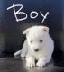 Siberian Husky Puppies for sale in Los Angeles, CA 90006, USA. price: NA