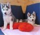 Siberian Husky Puppies for sale in Orange Beach, AL, USA. price: NA