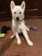Siberian Husky Puppies for sale in Sharon, PA, USA. price: $800