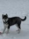 Siberian Husky Puppies for sale in Sterling Heights, MI 48310, USA. price: NA