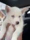 Siberian Husky Puppies for sale in Lilburn, GA 30047, USA. price: NA