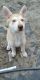 Siberian Husky Puppies for sale in Apopka, FL, USA. price: NA