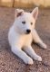 Siberian Husky Puppies for sale in Mesa, AZ, USA. price: $1,000