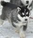 Siberian Husky Puppies for sale in Mineral City, OH 44656, USA. price: $600