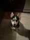 Siberian Husky Puppies for sale in Norwood, MA, USA. price: $2,500
