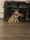 Siberian Husky Puppies for sale in Fremont, CA, USA. price: $900