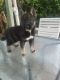 Siberian Husky Puppies for sale in Los Banos, CA, USA. price: $900