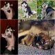 Siberian Husky Puppies for sale in Red Level, AL 36474, USA. price: NA