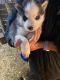 Siberian Husky Puppies for sale in Fayette, IA 52142, USA. price: NA