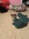Siberian Husky Puppies for sale in The Bronx, NY, USA. price: $2,000