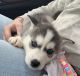 Siberian Husky Puppies for sale in Wytheville, VA 24382, USA. price: NA
